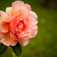 Orange Rose