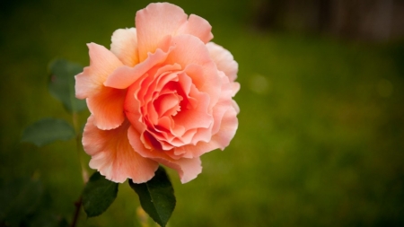 Orange Rose - bloom, nature, stem, rose, orange, petals