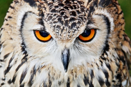 Owl - feather, face, bird, owl, pasare, orange, eye, bufnita, skin