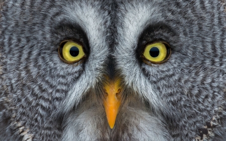 Owl - feather, pasare, bird, yellow, eye, bufnita, grey, skin