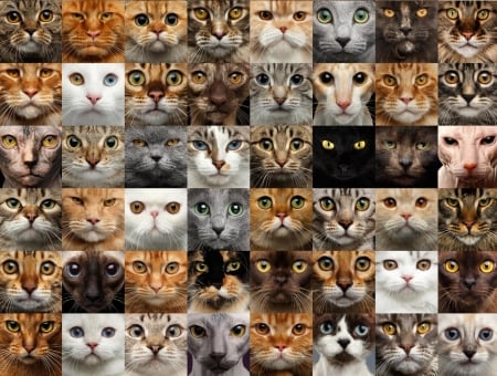 Cats - pisica, animal, kitten, cat, collage