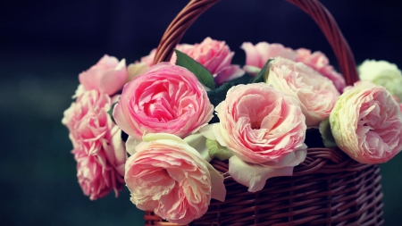 Roses - basket, trandafir, rose, flower, pink