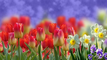 Spring Flowers - flowers, tulips, Spring, daffodils, pansies