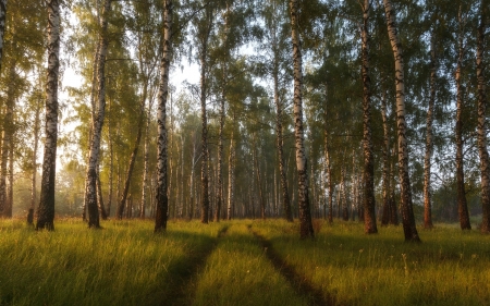 Birch Forest - nature, trees, birches, grass, road