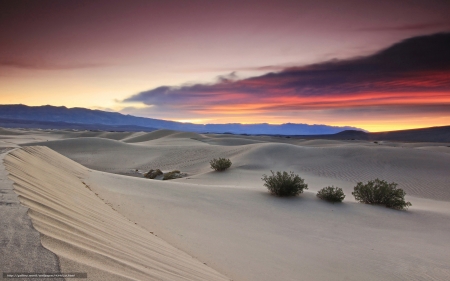 Desert at Sunset - sunset, nature, desert, plants, sand