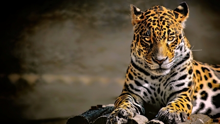 Jaguar - close up, jaguar, animals, cats