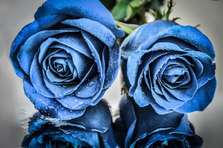 Roses - trandafir, couple, blue, rose, flower