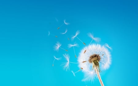 Dandelion - white, summer, sky, dandelion, blue, seeds