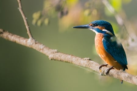 Kingfisher - pasare, bird, kingfisher, orange, branch, blue