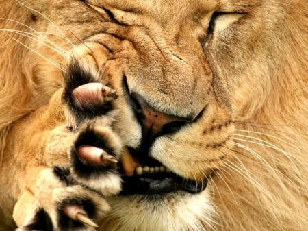 :D - animal, paw, funny, leu, lion, face