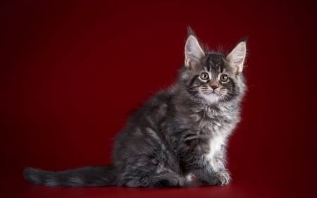 Kitten - pisica, animal, kitten, red, cat