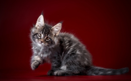 Kitten - red, animal, cute, kitten, cat, pisici