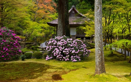 Spring park in Kioto - greenery, trees, shrub, Japan, beautiful, grass, freshness, flowers, bush, garden, pagoda, Kioto, park