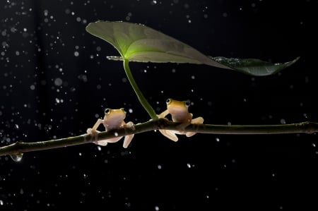 Couple - Leaves, Frogs, Branch, Drops