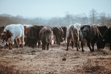 Cow herd - Grass, Animals, Cows, Brown