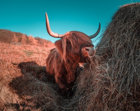 Bull - animal, brown, hay, cow