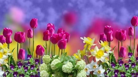 Spring Flowers - flowers, tulips, Spring, daffodils, pansies