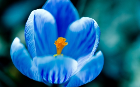 Blue Crocus Flowers - nature, crocus, blue, flower