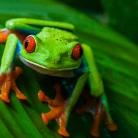 FROG ON LEAF