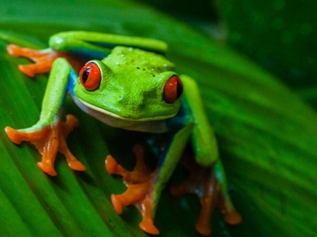 FROG ON LEAF - green, image, leaf, frog