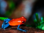 RED BLUE FROG