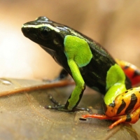 MANTELLA FROG