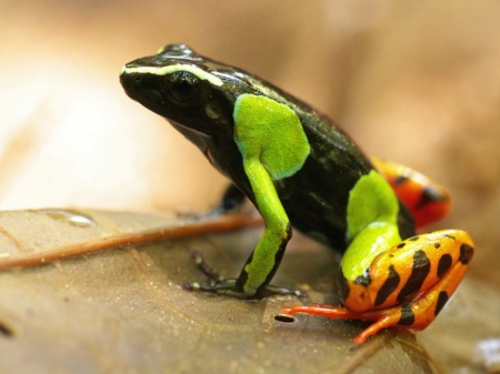 MANTELLA FROG - mantella, green, black, frog