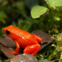 GOLDEN MANTELLA FROG