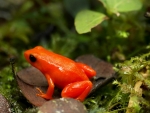 GOLDEN MANTELLA FROG