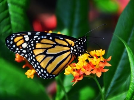 BEAUTIFUL BUTTERFLY - insect, image, butterfly, beautiful