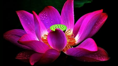 Lotus - drop, lotus, flower, petal