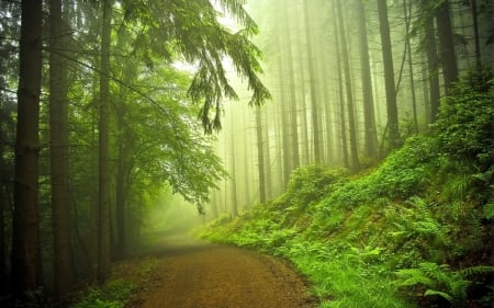 Forest - nature, forest, green, path, harmony