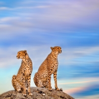 Cheetahs