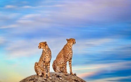 Cheetahs - predator, cat, animal, feline, cheetah