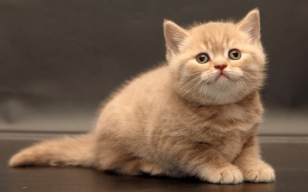 Cute kitten - animal, cute, cat, kitten