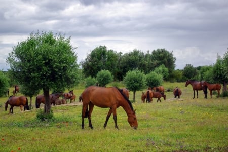 Horses eatting - eat, animal, grass, meadow, horse