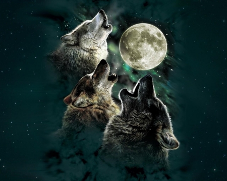 Wolves - moon, animal, predator, night, wolves