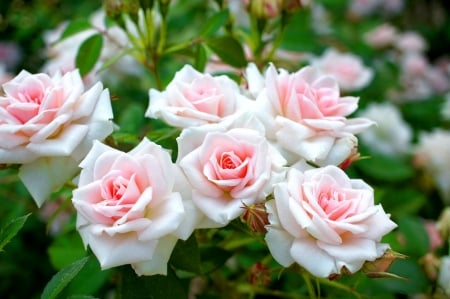 White and Pink Roses on a Bush - white, nature, macro, pink, petals, bush, flowers