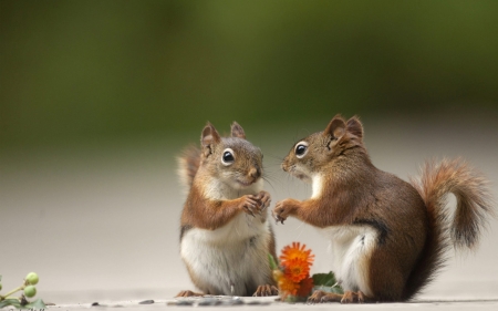 Squirrels - veverita, squirrel, couple, andre villeneuve, animal, orange, green, cute, flower