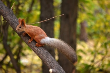 Squirrel - red, forest, animal, squirrel, cute, veverita, tree