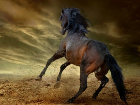 FREEDOM - animal, image, freedom, horse