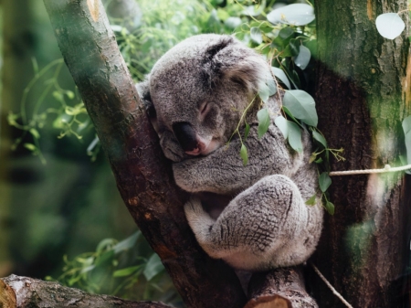 SLEEPING KOALA - koala, image, animal, sleeping