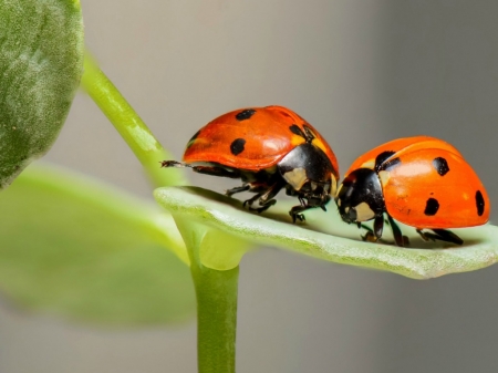 LADYBIRDS - ladybirds, ywo, image, insects