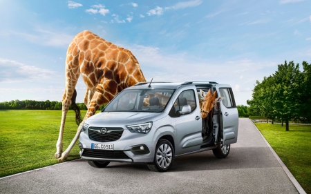 :D - car, situation, silly, animal, funny, road, giraffe