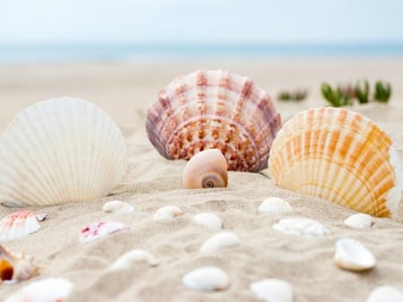 SHELLS ON BEACH - nature, shells, image, beach