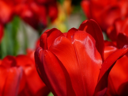 BEAUTIFUL TULIPS - beautiful, image, red, tulips