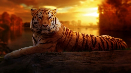 Tiger - fantasy, animal, sunset, tigru, orange, tiger, sun, big cat