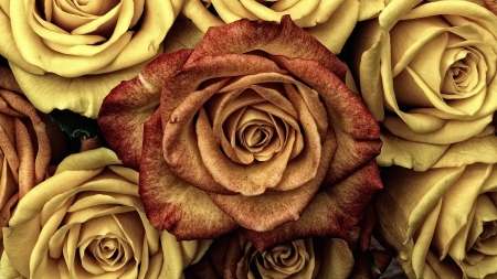 Roses - trandafir, skin, yellow, red, golden, texture, rose