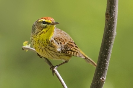 Palm Forest songster - bird, yellow, green, palm forest songster, pasare