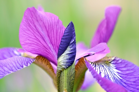 Iris - pink, blue, green, iris, flower